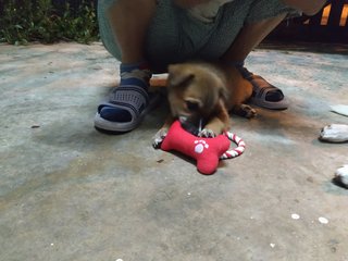 Bonnie - German Shepherd Dog Mix Dog