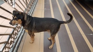 Tobie - Rottweiler + Terrier Dog