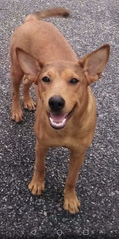 Baby - Mixed Breed Dog