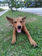 Baby - Mixed Breed Dog