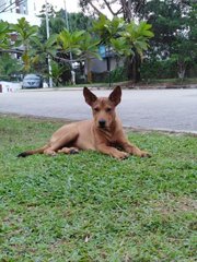 Baby - Mixed Breed Dog