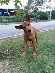 Baby - Mixed Breed Dog