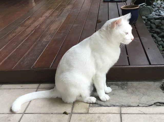 Goon - Domestic Short Hair Cat