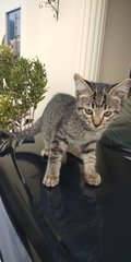 Adorable Kittens 3months - Domestic Medium Hair Cat