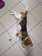 Mia - Beagle Dog