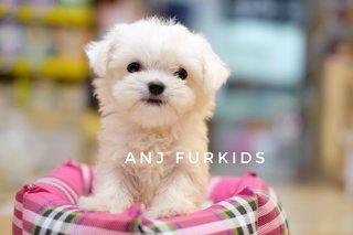 Quality Male Maltese Puppies - Maltese Dog