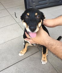 W-three /w3 - Mixed Breed Dog