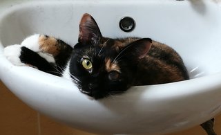 Just chilling in the sink.....