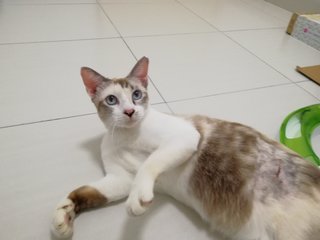 PF93839 - Domestic Short Hair Cat