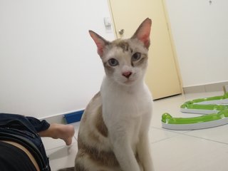 PF93839 - Domestic Short Hair Cat
