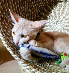 Rio @ &quot;Happy&quot; - Burmese + Domestic Short Hair Cat