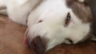 Hercules - Siberian Husky Dog