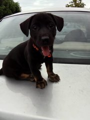 Elizza - Doberman Pinscher Mix Dog