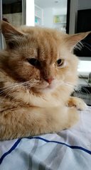 Ginger - Persian Cat