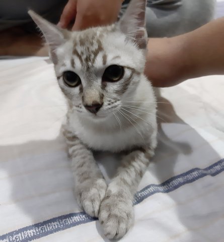 Kakak - Domestic Short Hair Cat