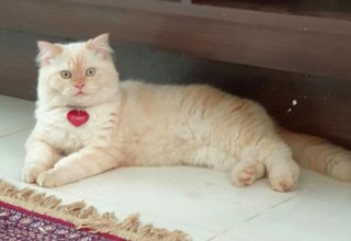 Tobby - Persian Cat