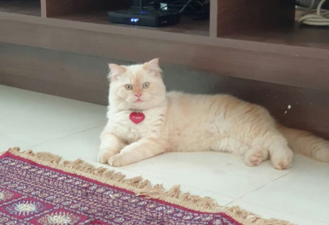 Tobby - Persian Cat