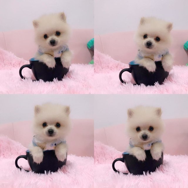 Pomeranian Puppy Adopted - 4 Months, Teacup Pomeranian 