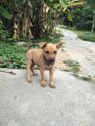 B5 - Mixed Breed Dog