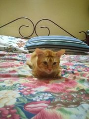 Tommy - Domestic Short Hair Cat