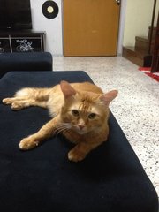 Tommy - Domestic Short Hair Cat