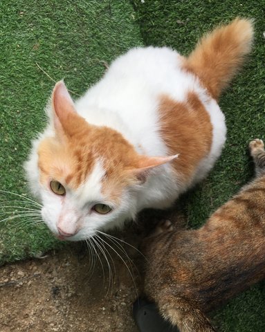 Bo - Domestic Medium Hair Cat