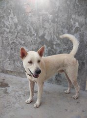 Boy1 - Mixed Breed Dog