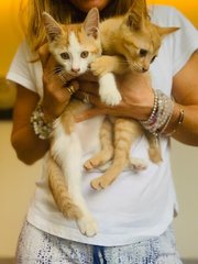 Moon, Rocks &amp; Luna - Domestic Medium Hair Cat