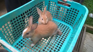 2 Rabbits - Bunny Rabbit Rabbit