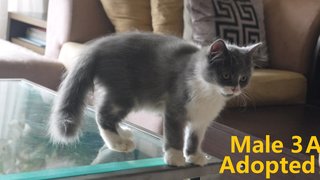 Persian Mix Kitten (B2) - Persian Cat