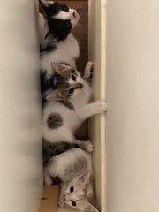 5 Week Old Kittens - Domestic Short Hair Cat