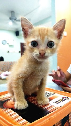 Thor  - Domestic Short Hair Cat