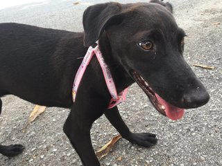 Sweet Pea - Labrador Retriever Mix Dog