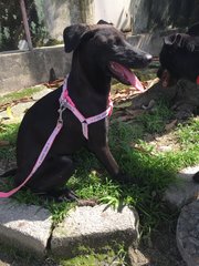 Sweet Pea - Labrador Retriever Mix Dog