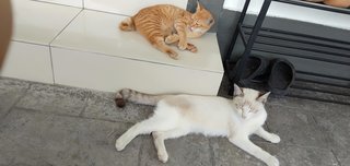 Orange - Tabby + Persian Cat