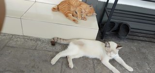 Orange - Tabby + Persian Cat