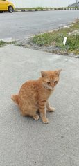 Orange - Tabby + Persian Cat