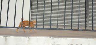 Orange - Tabby + Persian Cat