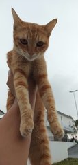 Orange - Tabby + Persian Cat