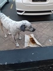 Dalmatian Found At Ioi Puchong - Dalmatian Mix Dog