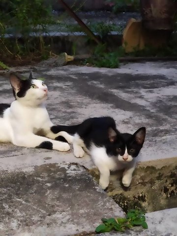 Little Zorro - Domestic Short Hair Cat