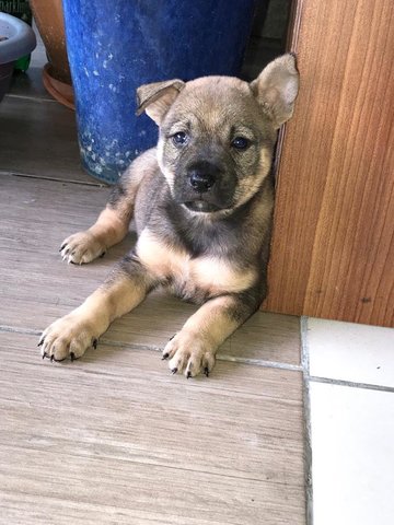 Haru - Mixed Breed Dog