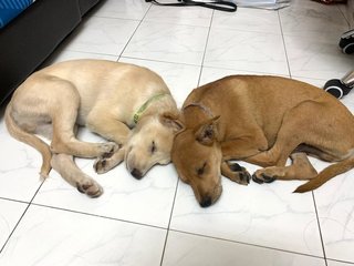 Mocha & Sky sleep together