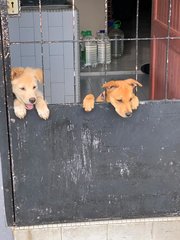 Sky &amp; Mocha - Mixed Breed Dog