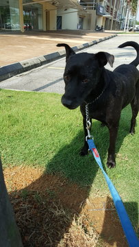 Max - Labrador Retriever Mix Dog