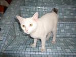 Snowhite - Domestic Short Hair Cat