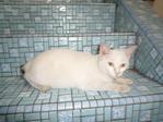 Snowhite - Domestic Short Hair Cat