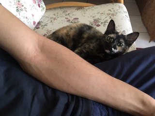 Tortoiseshell - Domestic Short Hair Cat