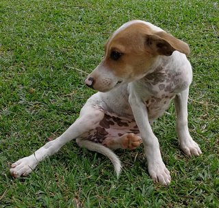 🌟❤️piggie Pups ❤️✨ - Mixed Breed Dog