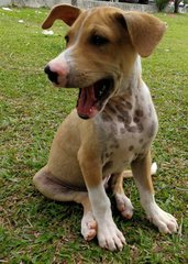 🌟❤️piggie Pups ❤️✨ - Mixed Breed Dog